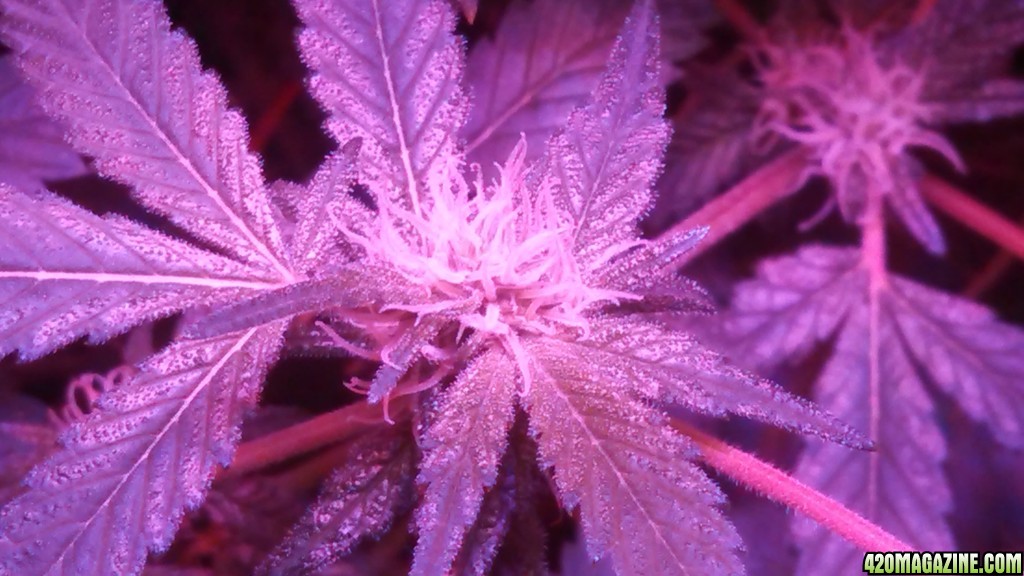 Antics Big Bang LED Grow