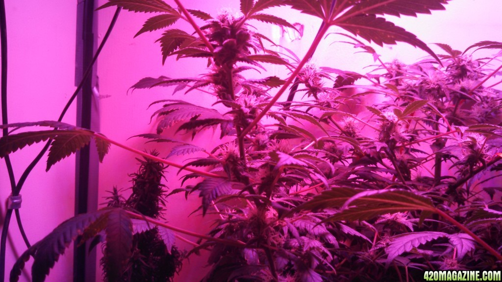 Antics Big Bang LED Grow