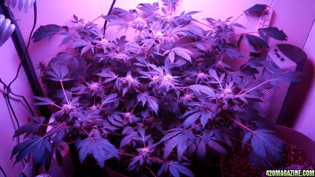 Antics Big Bang LED Grow