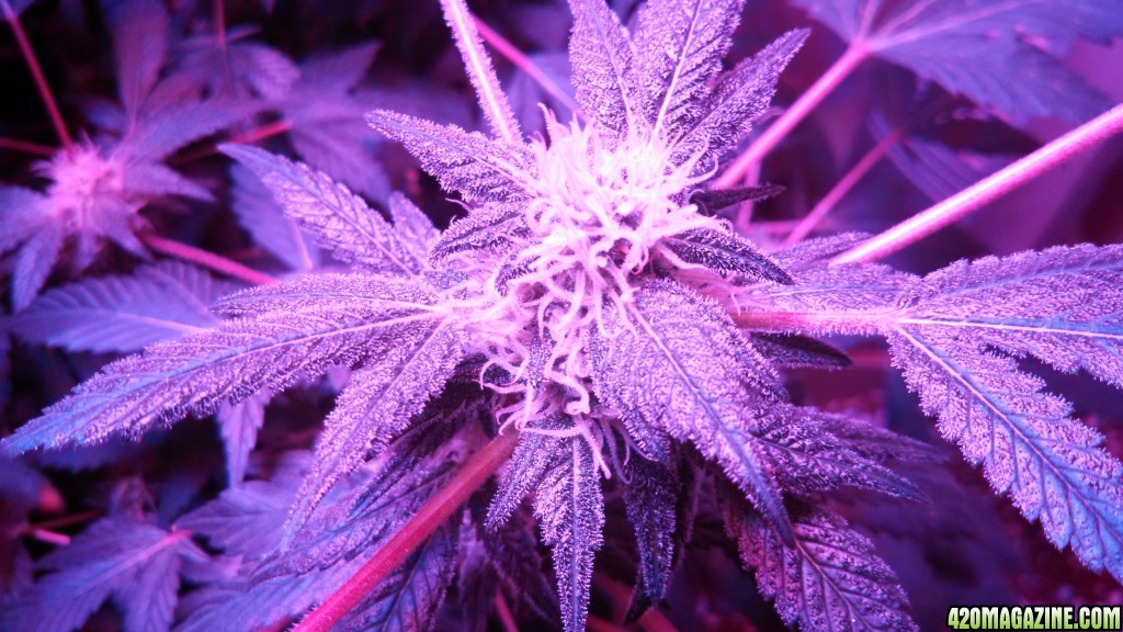 Antics Big Bang LED Grow