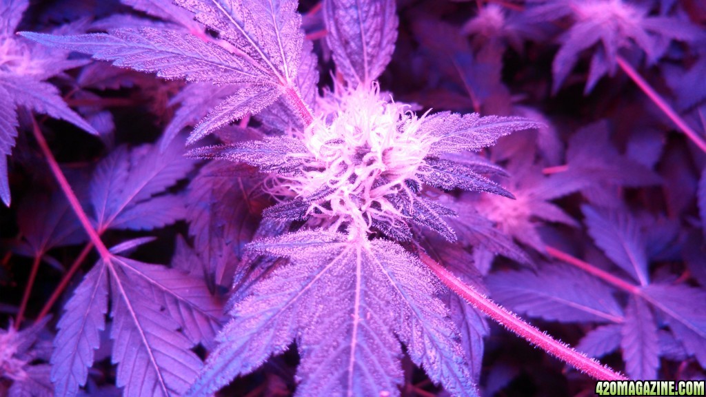 Antics Big Bang LED Grow