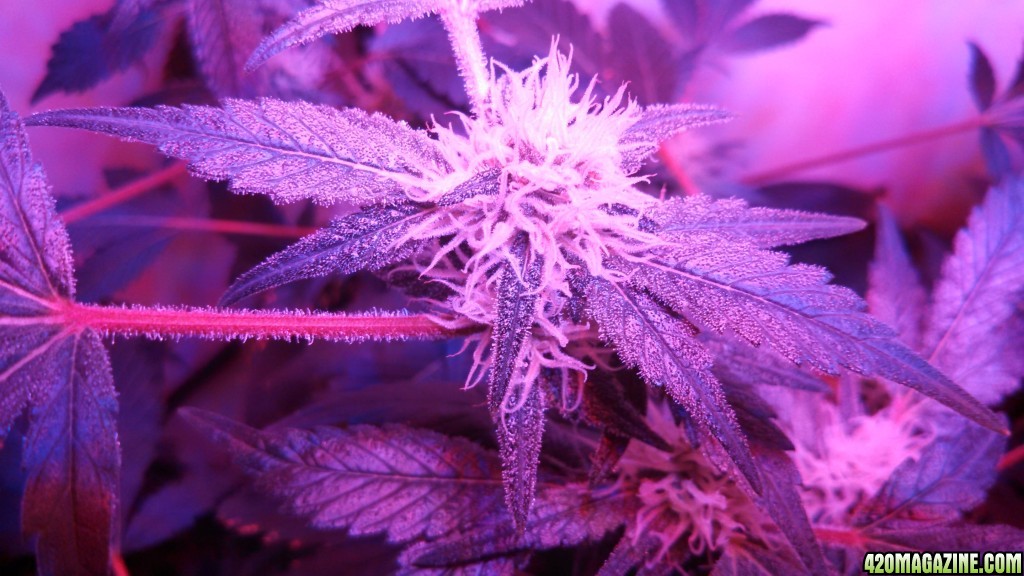 Antics Big Bang LED Grow