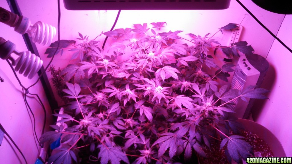 Antics Big Bang LED Grow