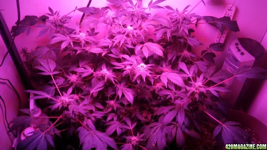 Antics Big Bang LED Grow