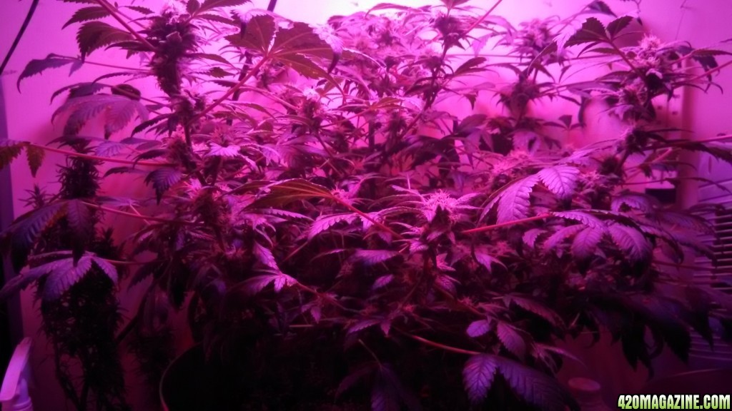 Antics Big Bang LED Grow