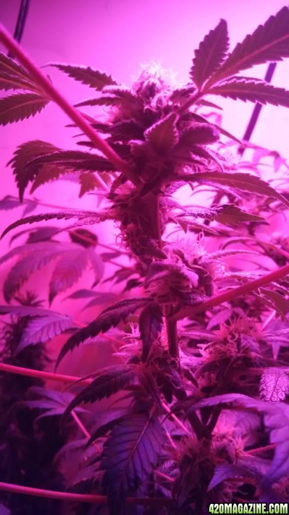 Antics Big Bang LED Grow