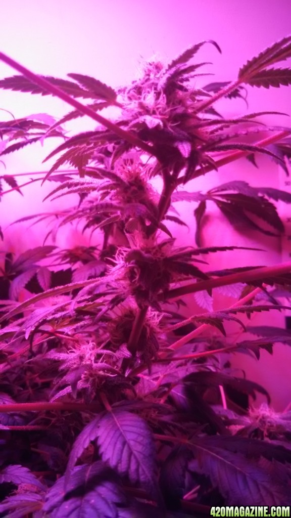 Antics Big Bang LED Grow