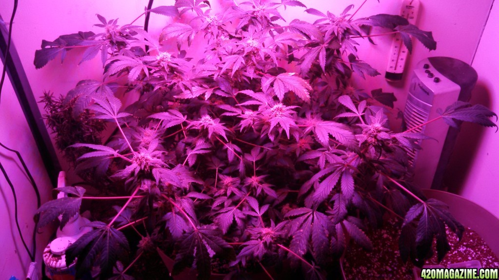 Antics Big Bang LED Grow