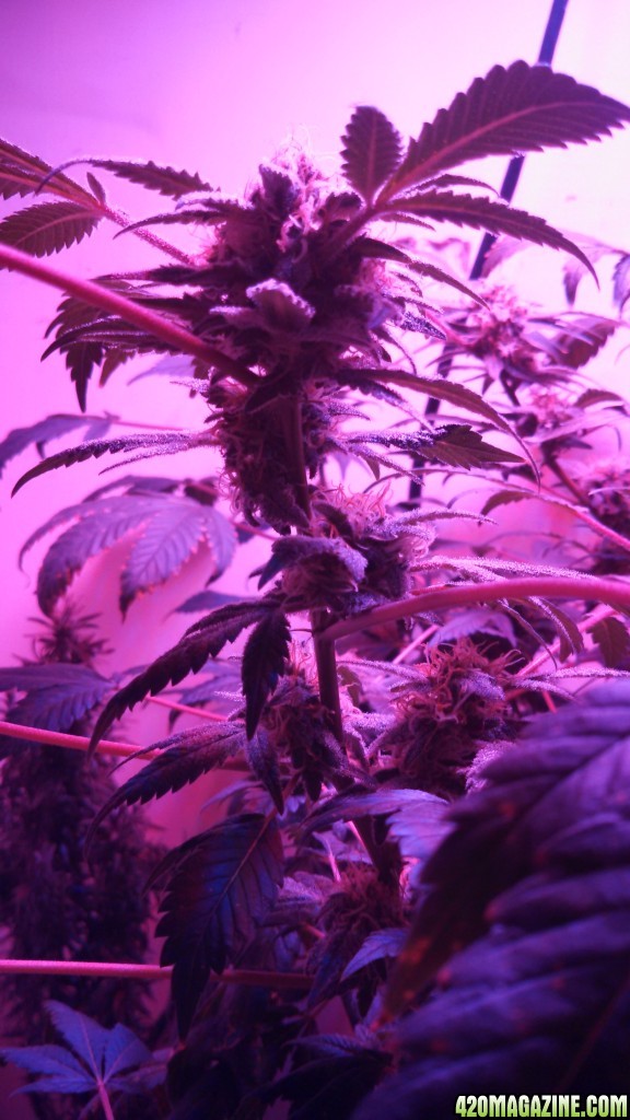 Antics Big Bang LED Grow