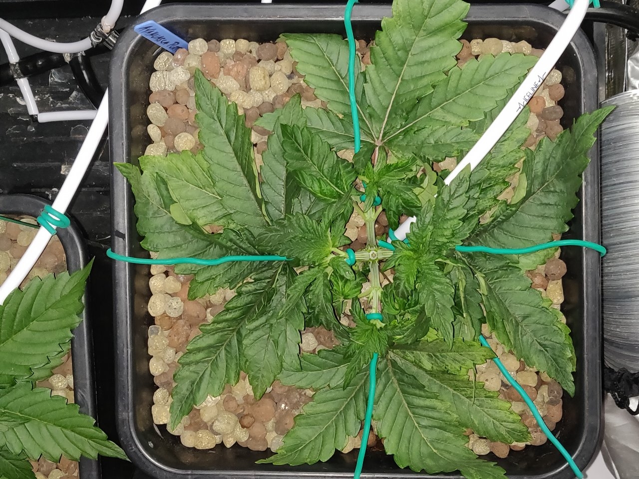 AP 19 days LST.jpg