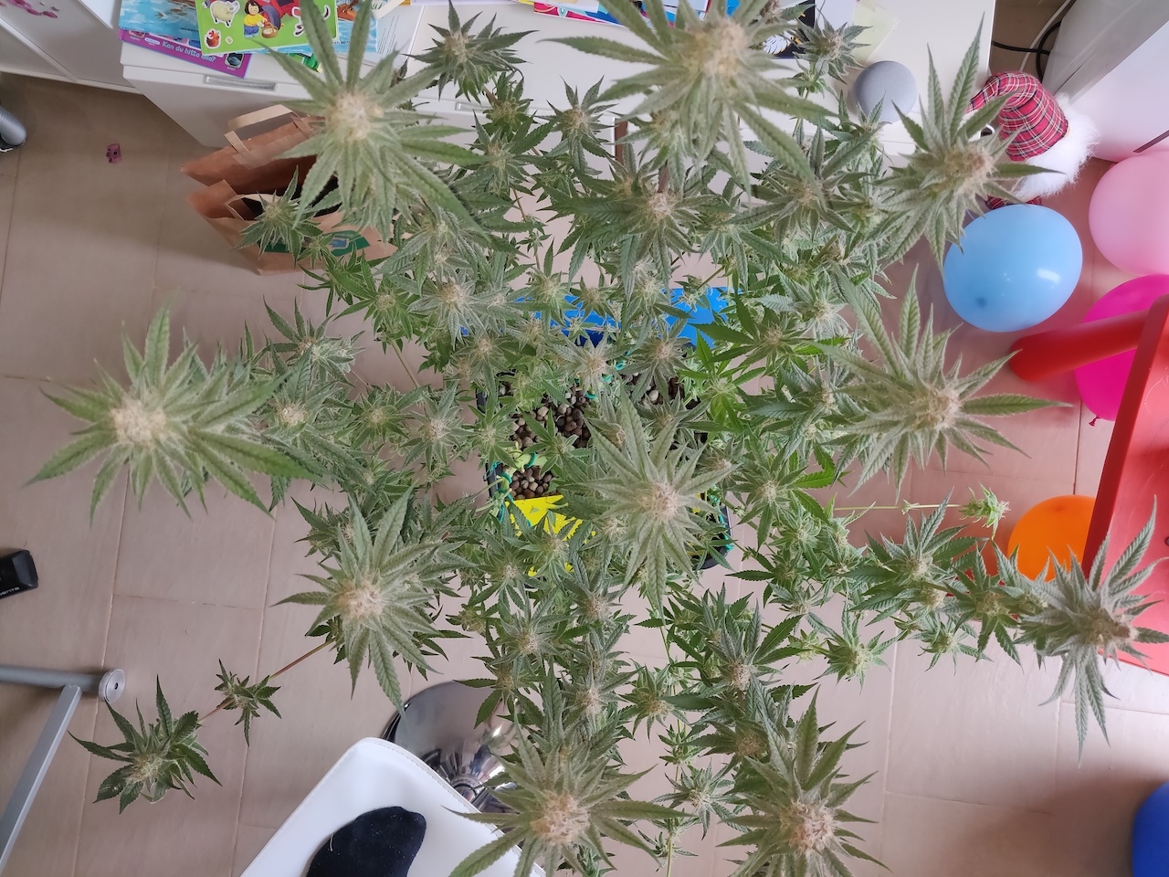 AP Day 40 of flower - after defoliation 3.jpg