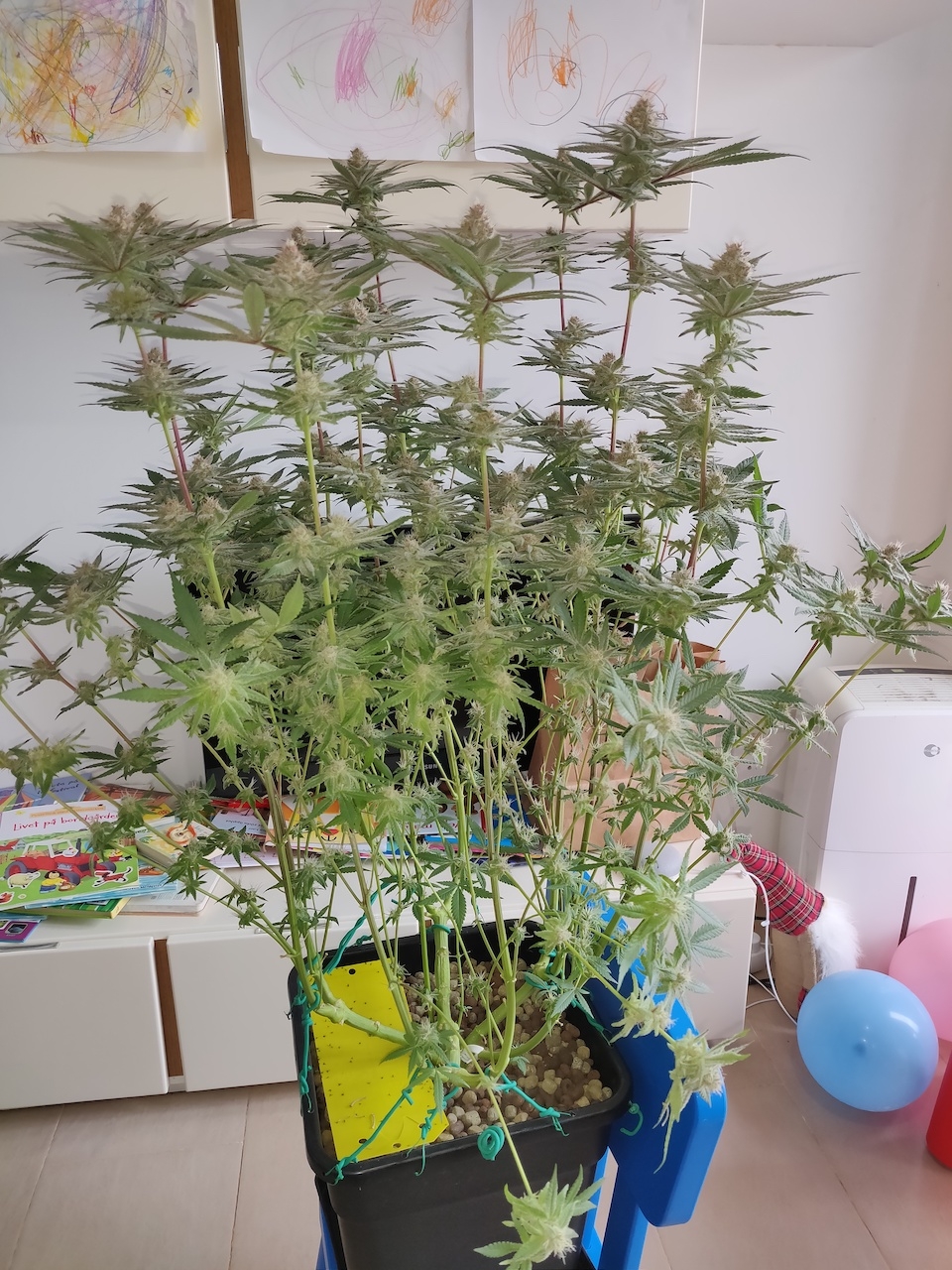 AP Day 40 of flower - before defoliation 1.jpg