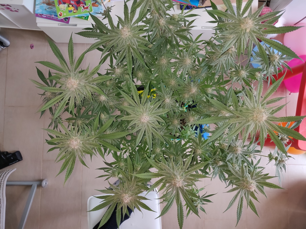 AP Day 40 of flower - before defoliation 3.jpg