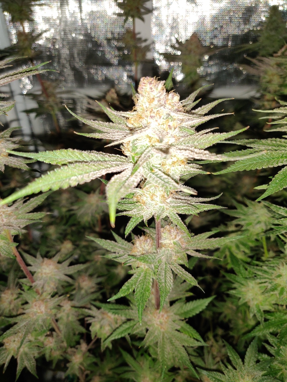 AP Day 46 of flower 4.jpg