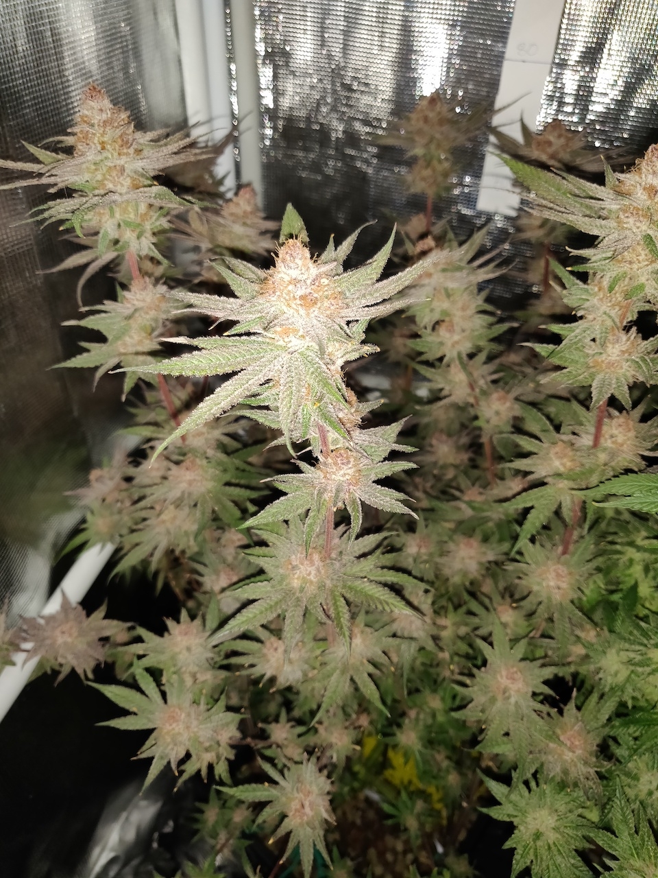 AP Day 59 of flower 3.jpg