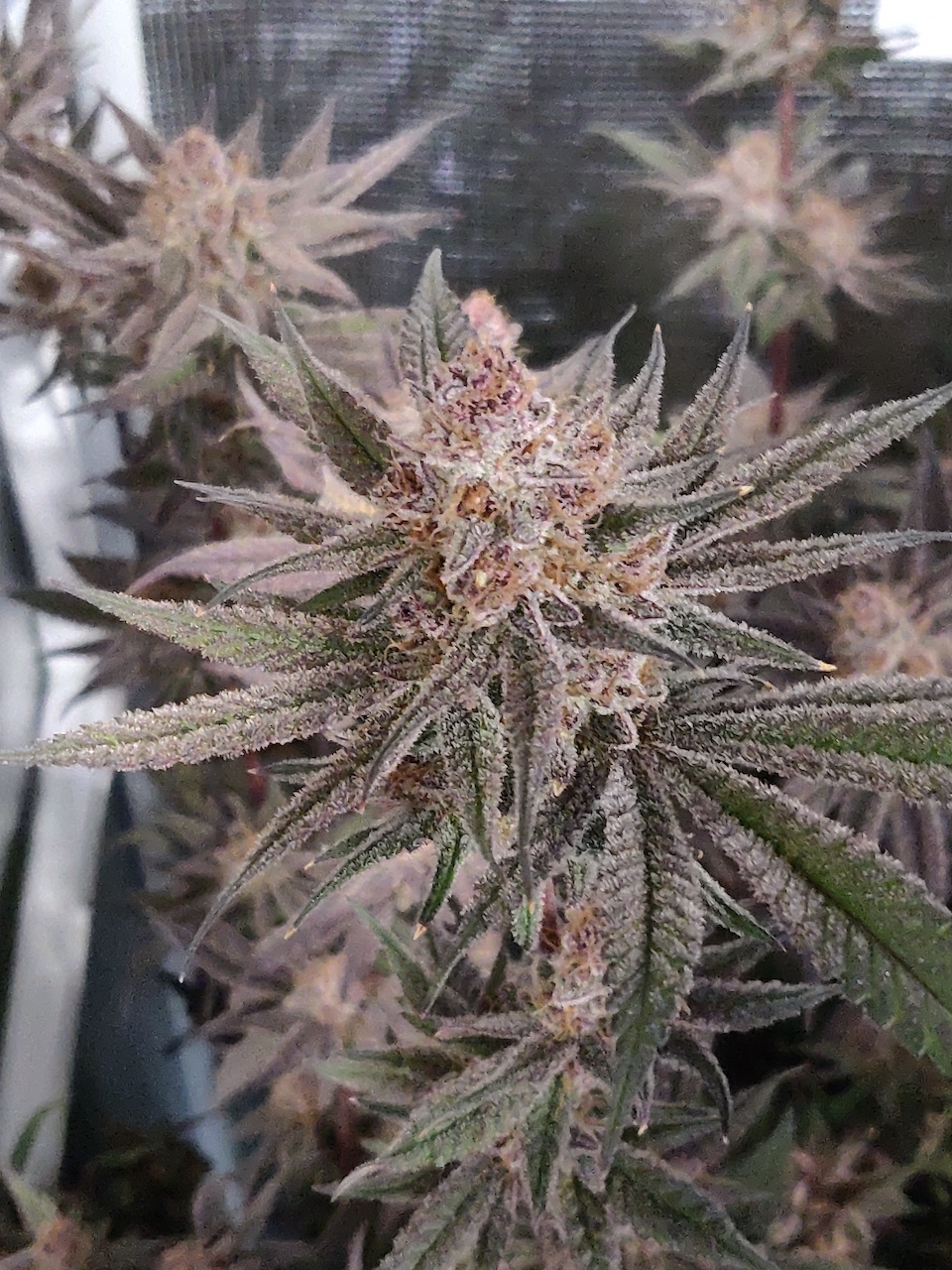 AP Day 64 of flower 3.jpg