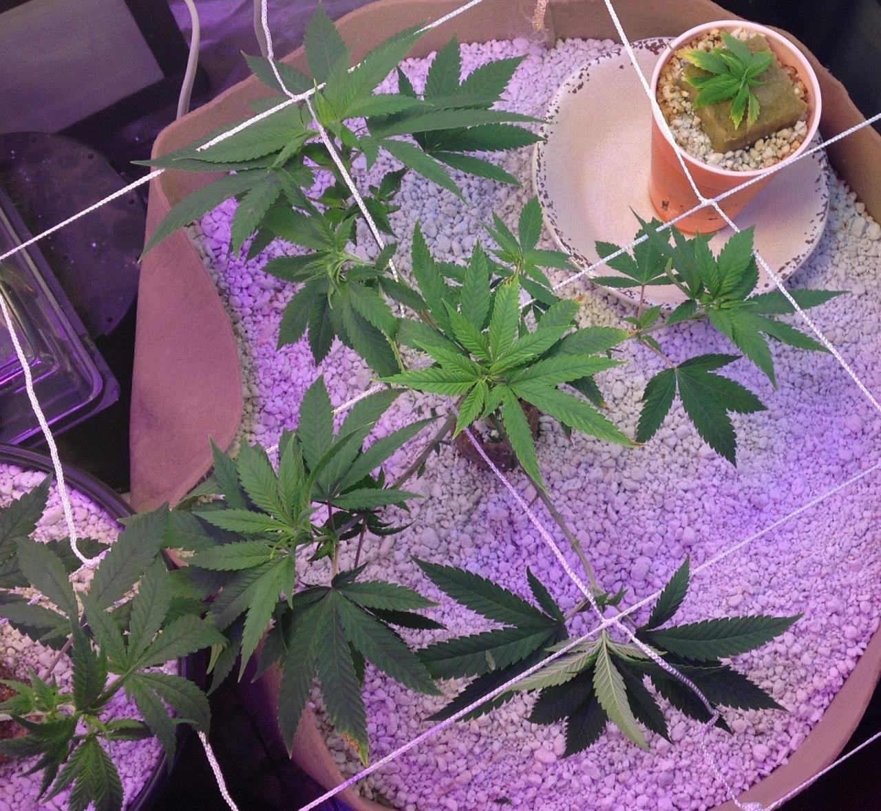 AP day 67 from seed.jpg