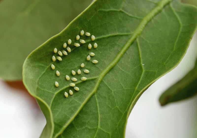 Aphid-Eggs-on-Leaf.jpg