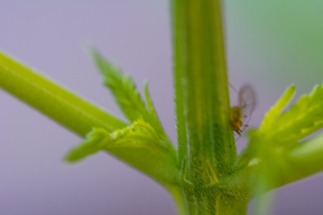 Aphid Gnat?