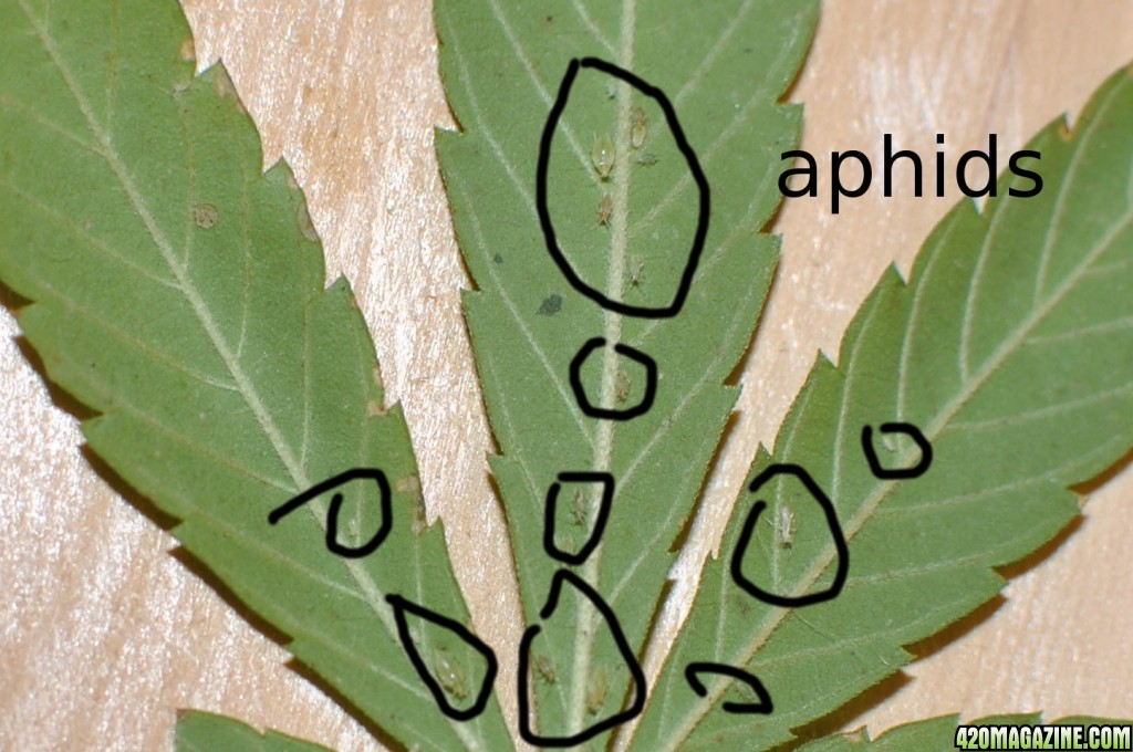 aphids