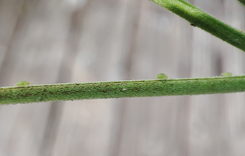 aphids1.jpg