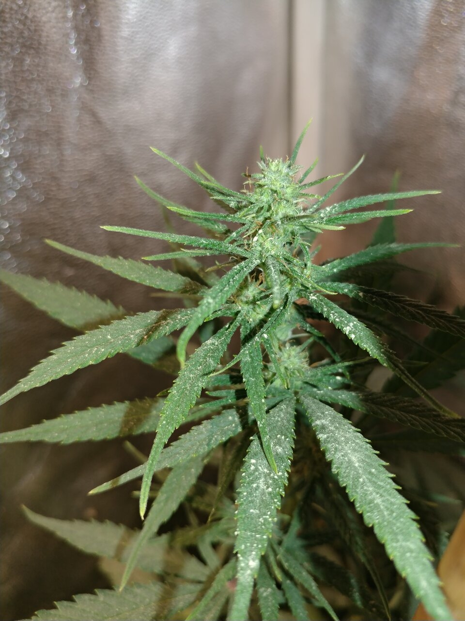 Apollo 13 F4_strain_genetics_seed_icemud (3).jpg