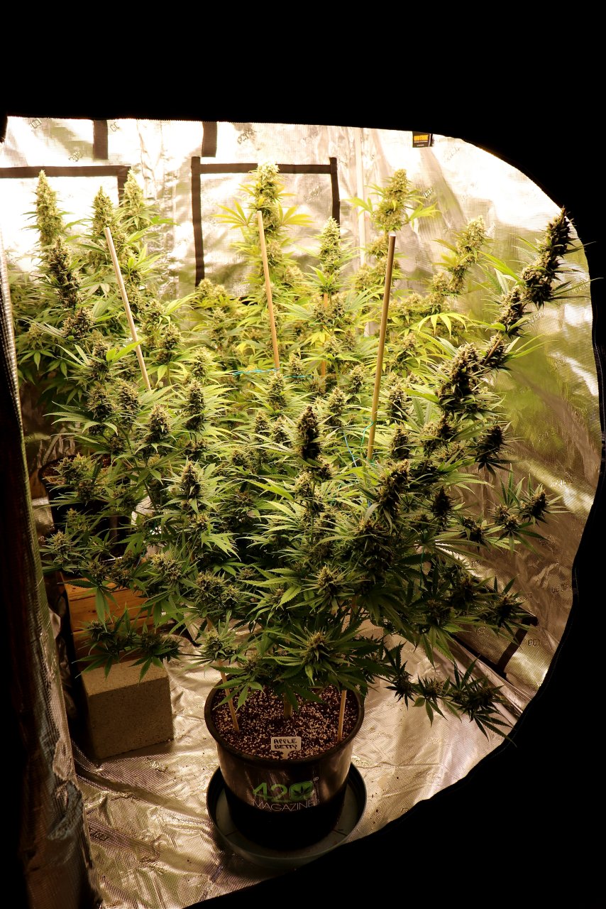 Apple Betty Fem. #1 by Herbies Seeds-Day 56 of Flowering/Harvest Day-6/16/24