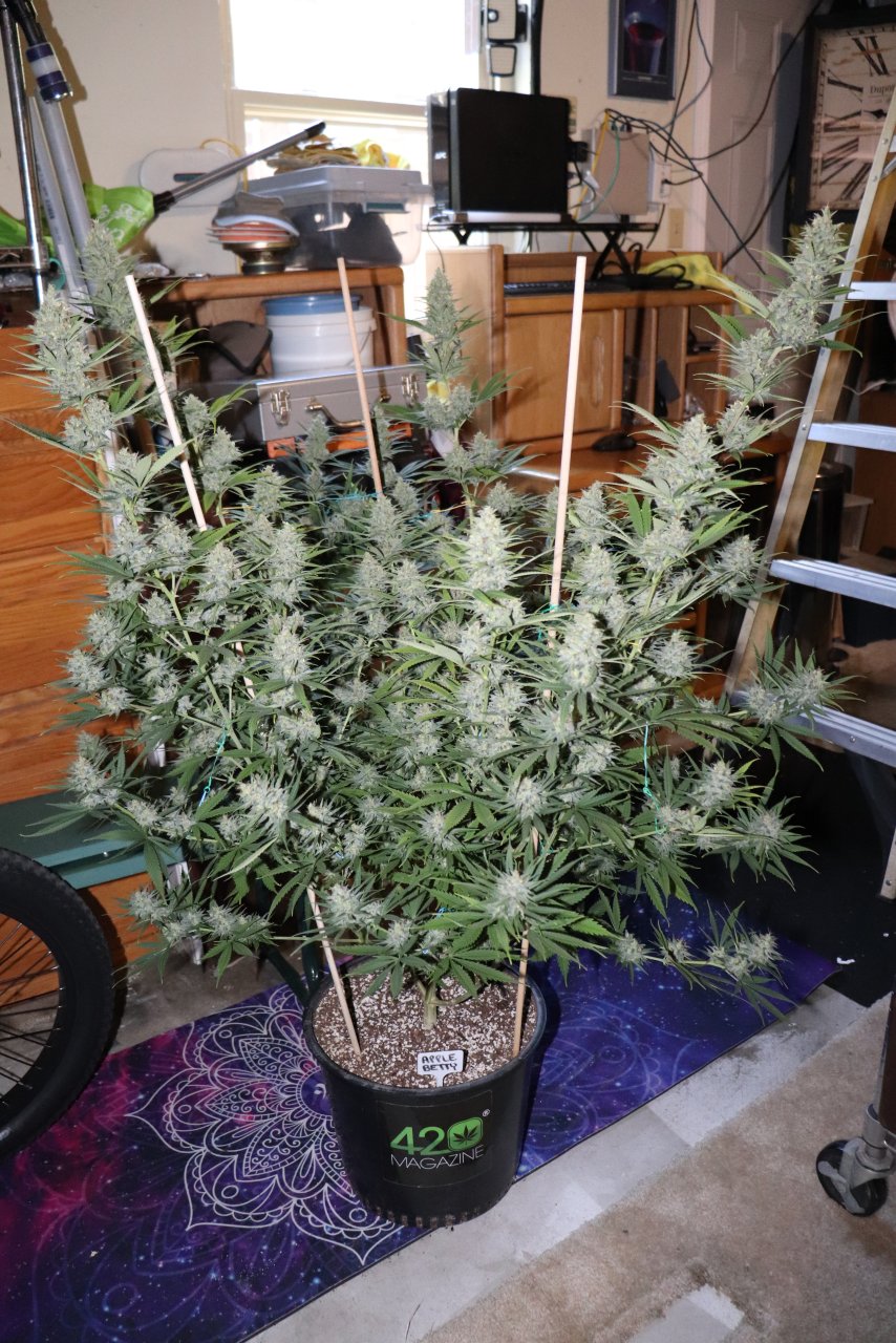 Apple Betty Fem. #1 by Herbies Seeds-Day 56 of Flowering/Harvest Day-6/16/24