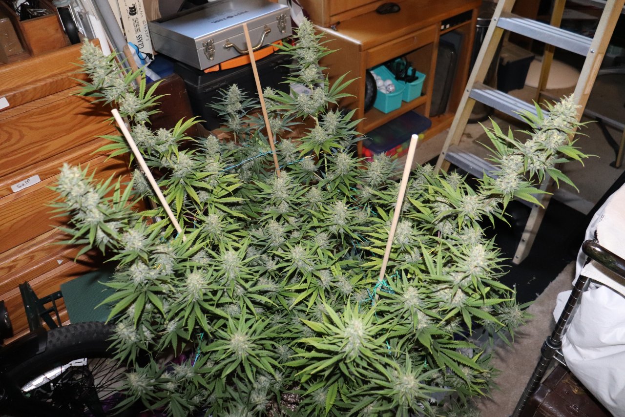 Apple Betty Fem. #1 by Herbies Seeds-Day 56 of Flowering/Harvest Day-6/16/24