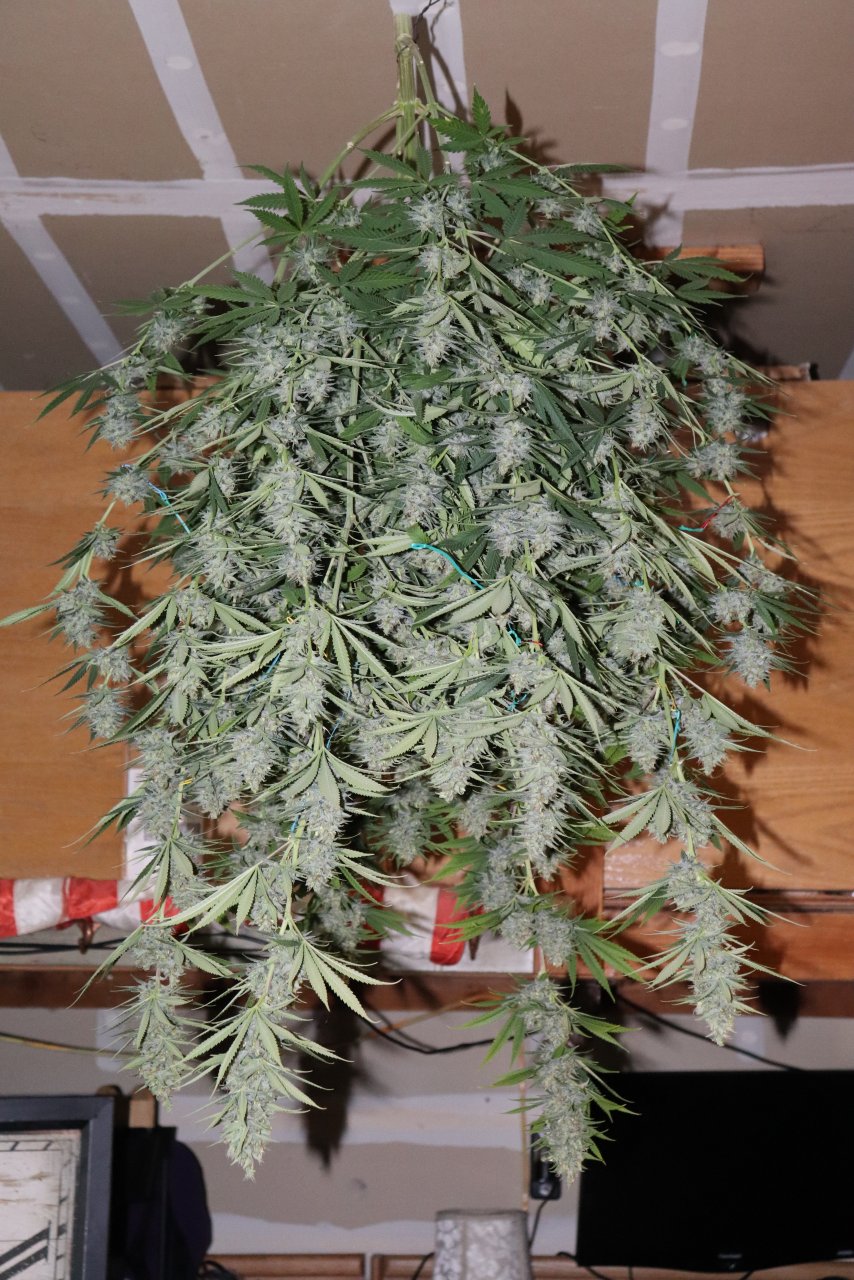 Apple Betty Fem. #1 by Herbies Seeds-Day 56 of Flowering/Harvest Day-6/16/24