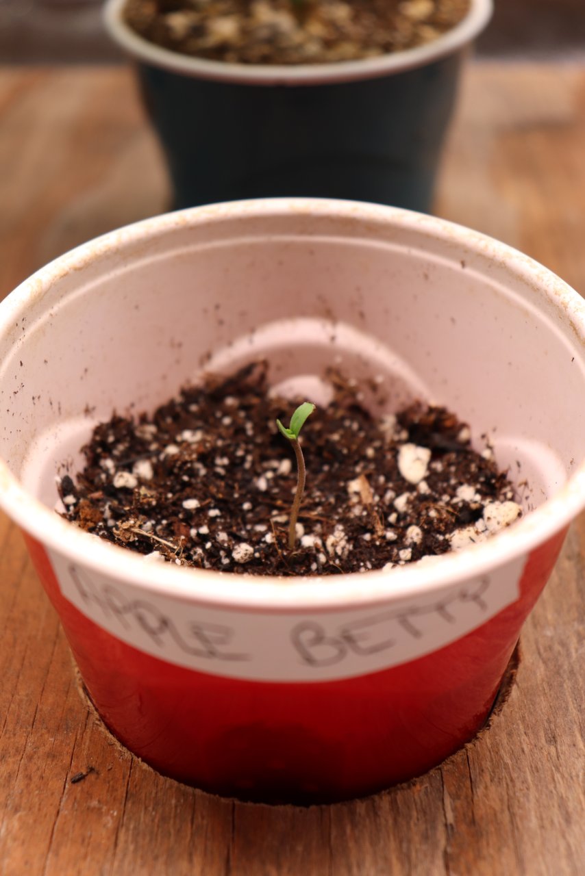 Apple Betty Feminized by Herbies Seeds-Day 1 of Sprouting