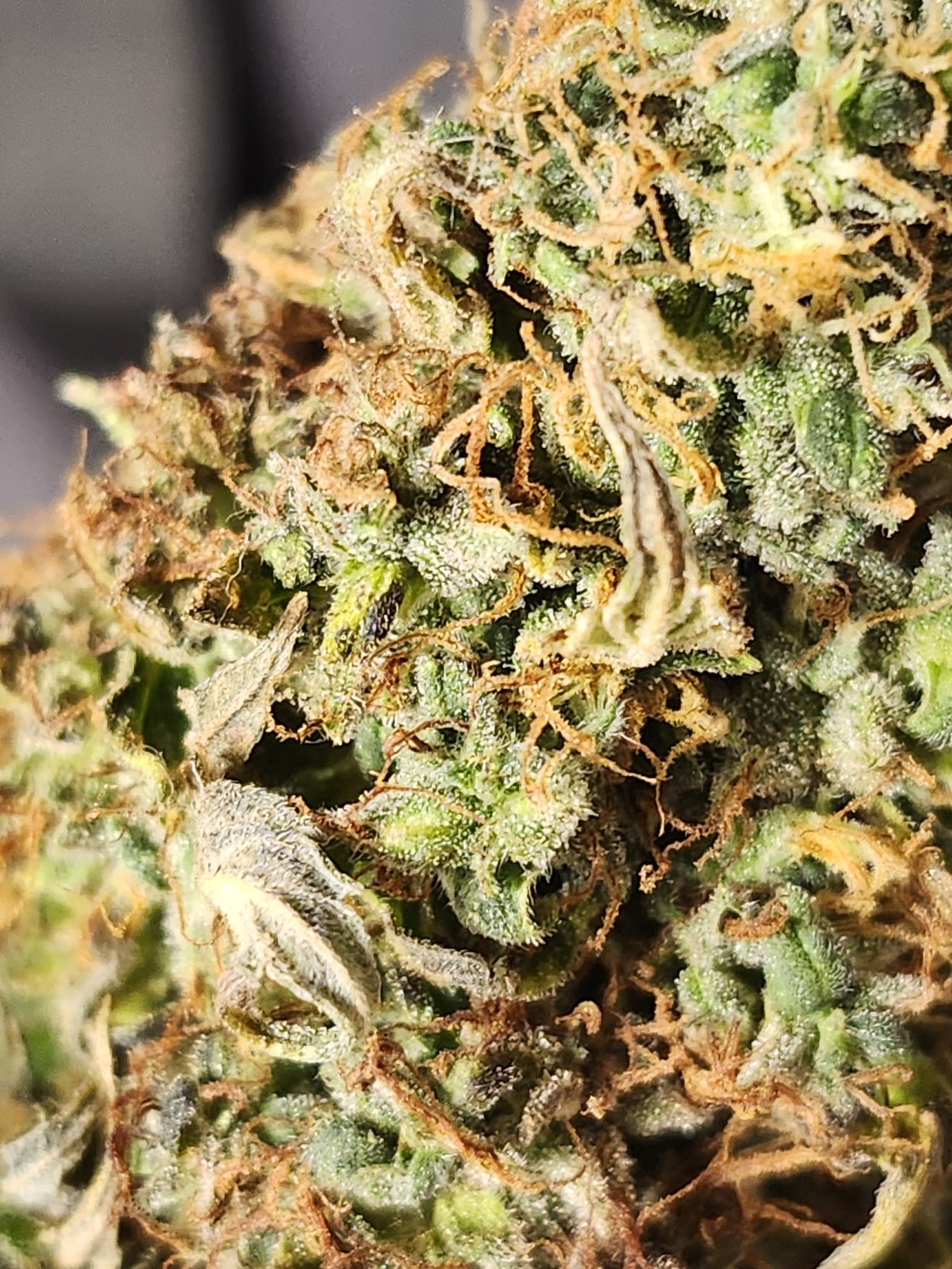 Apple Fritter Auto