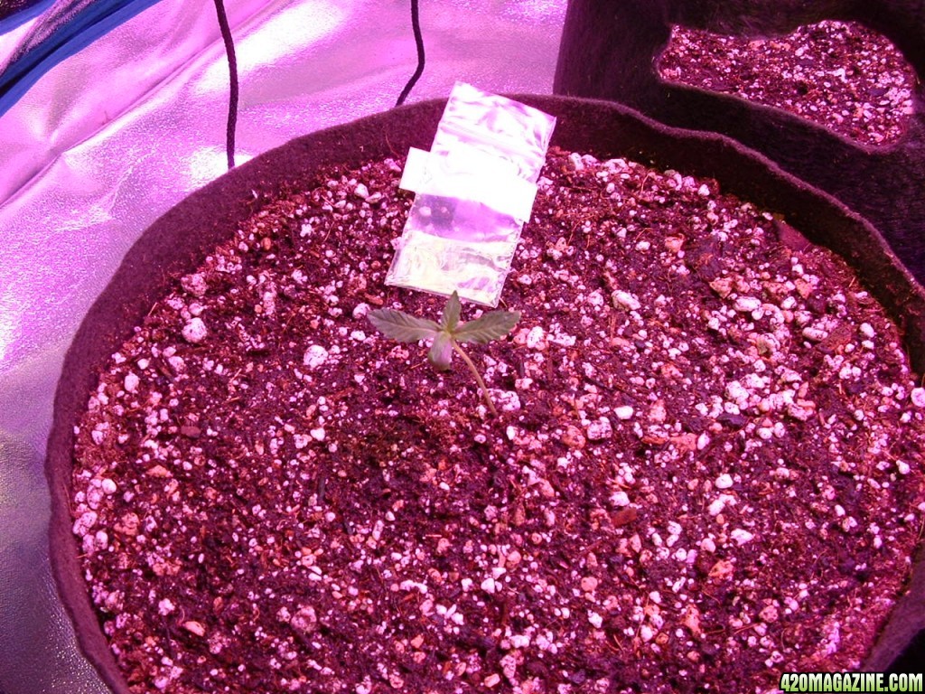 April 2014 Grow