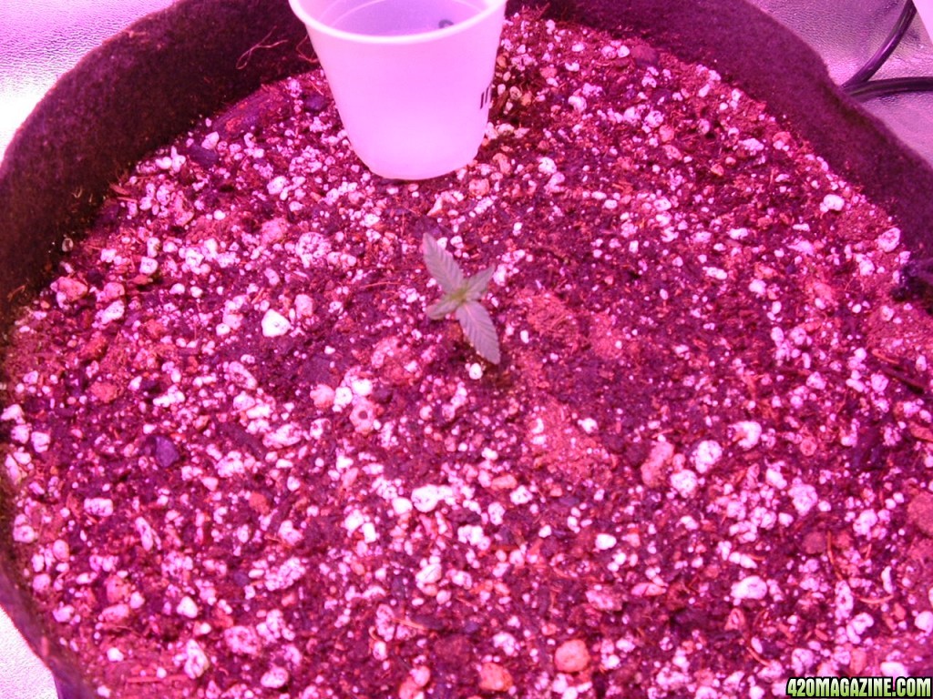 April 2014 Grow