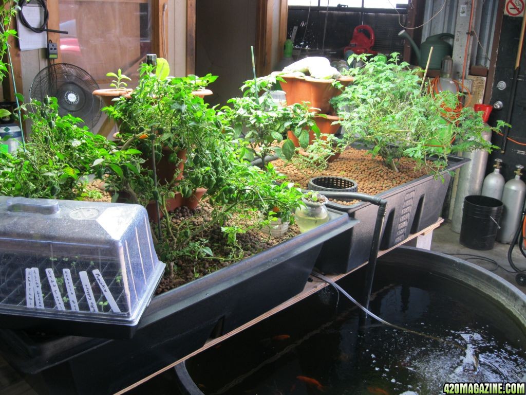 Aquaponics