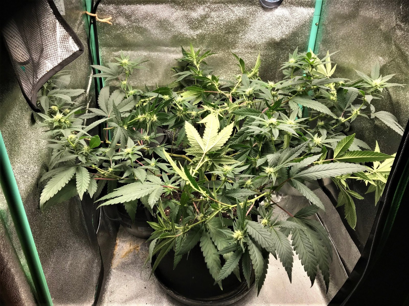 ARC clone 1-12-22 Flip 22  after LST.jpg