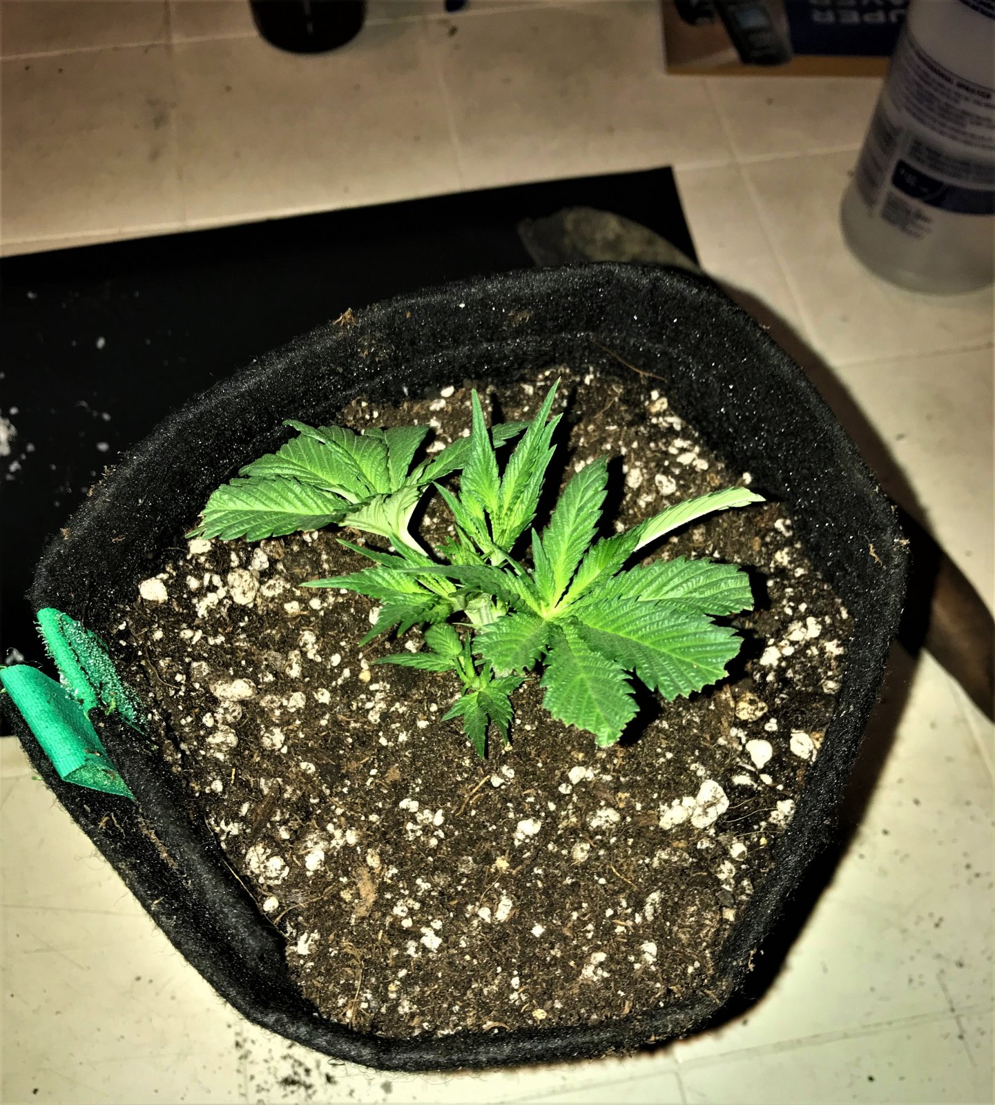 ARC clone 10-27-21 D1 into 1 gallon pot.jpg