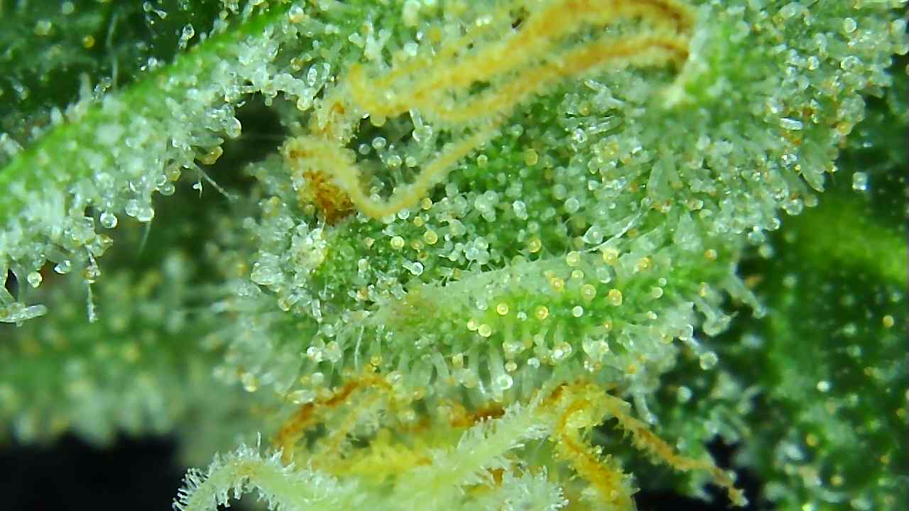 ARC trichs 1-12-22 Flip 56.jpg