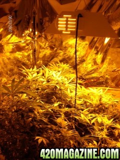 Are Grow Room