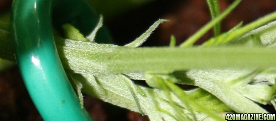 Are these the pistils?