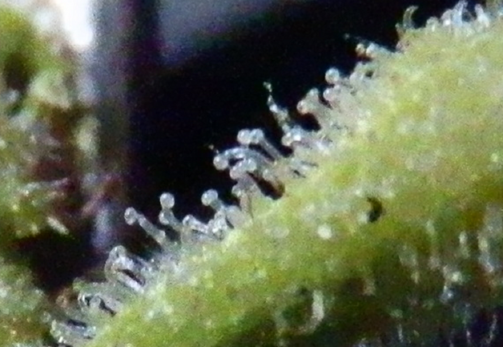 are these trichomes done?