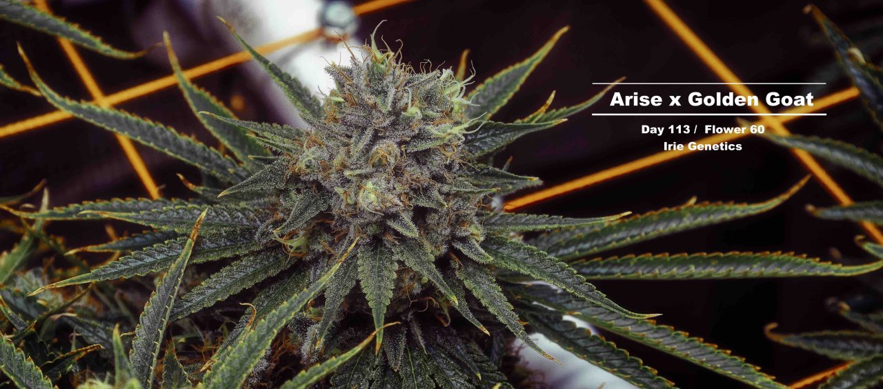 Arise x Golden Goat - D113 - F60 - 3558