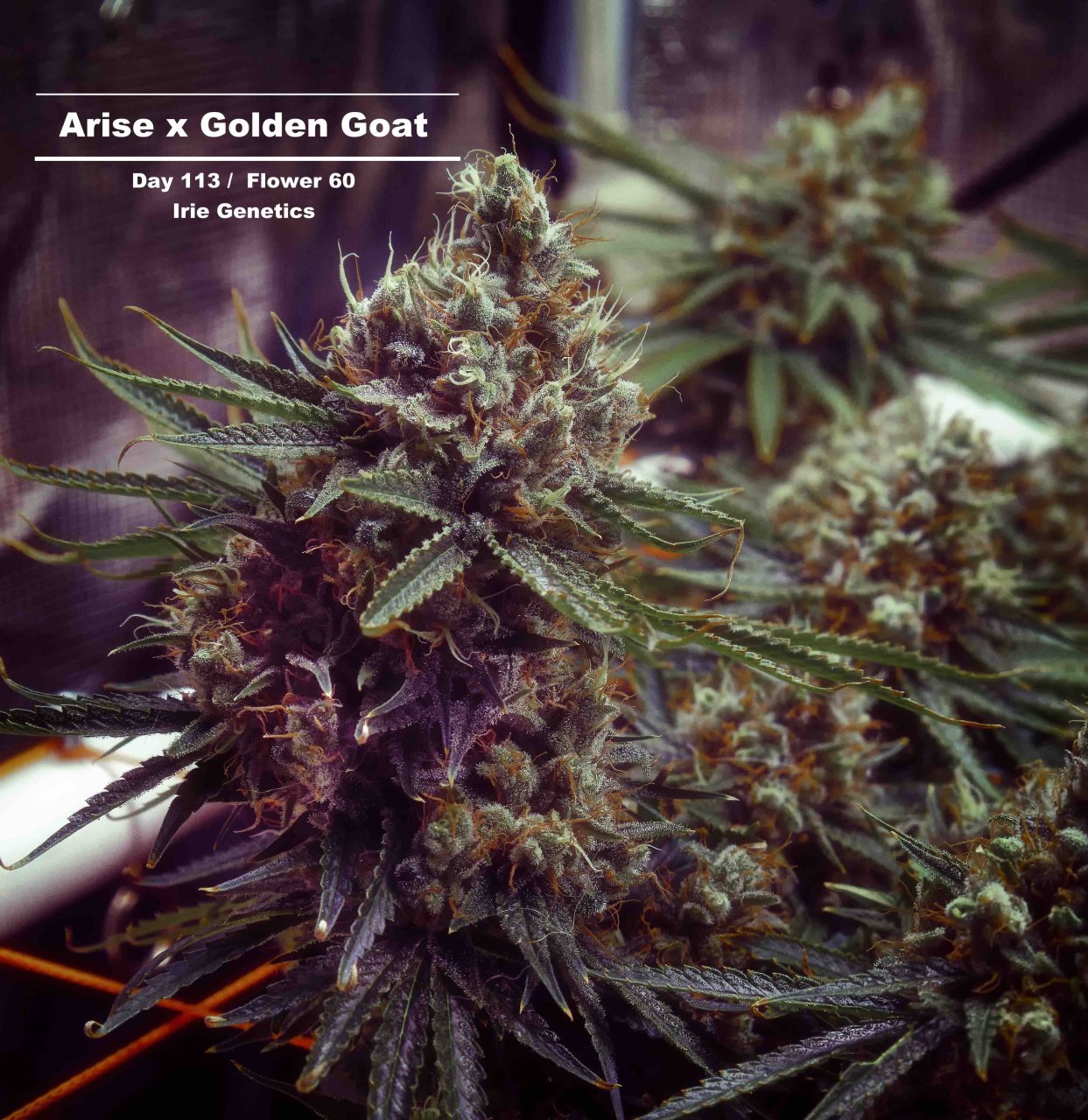 Arise x Golden Goat - D113 - F60 - Week 17_MG_3524 - Final.jpeg