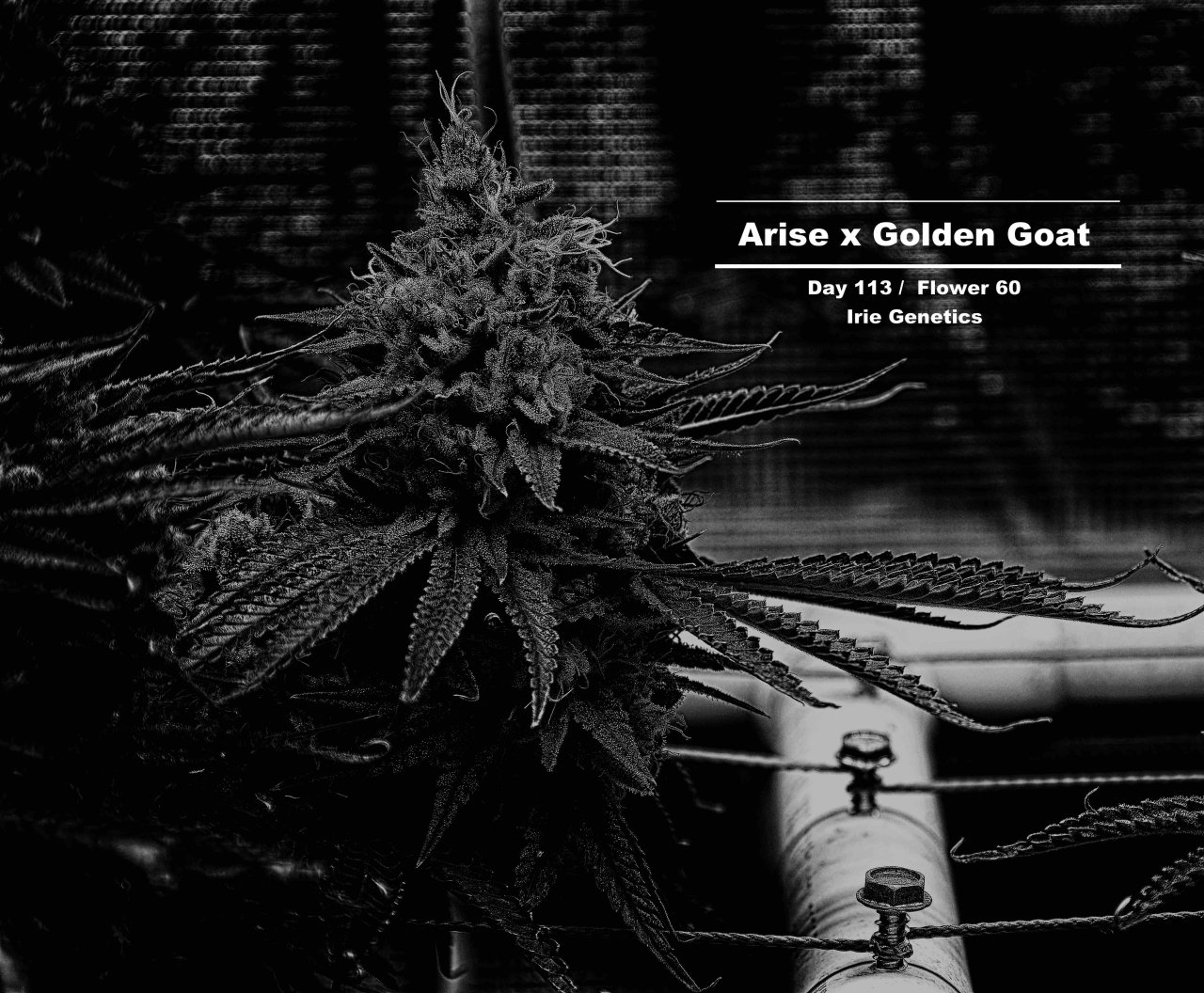 Arise x Golden Goat - D113 - F60 - Week 17_MG_3531_Nik_HDR_Nik_openWith.jpeg