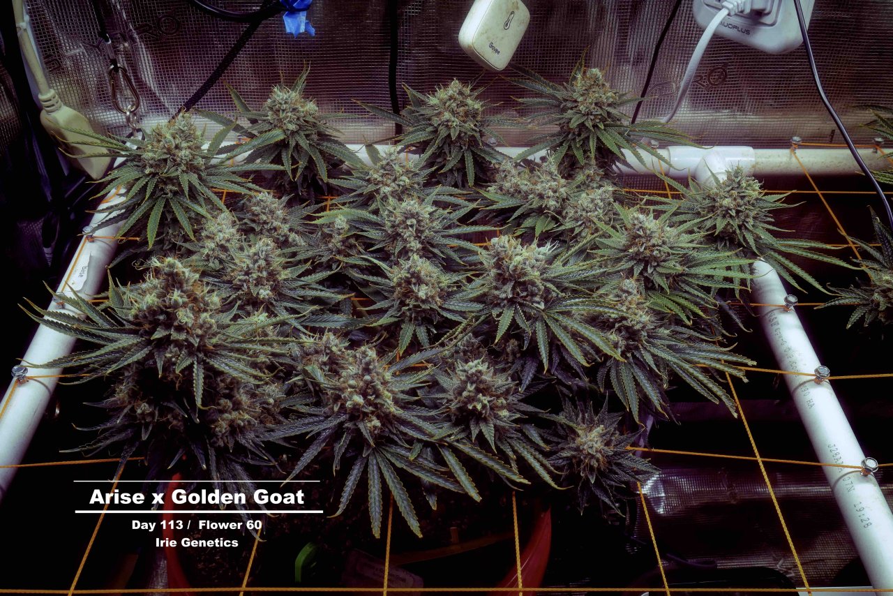 Arise x Golden Goat - D113 - F60 - Week 17_MG_3536_Nik_Nik_openWith.jpeg