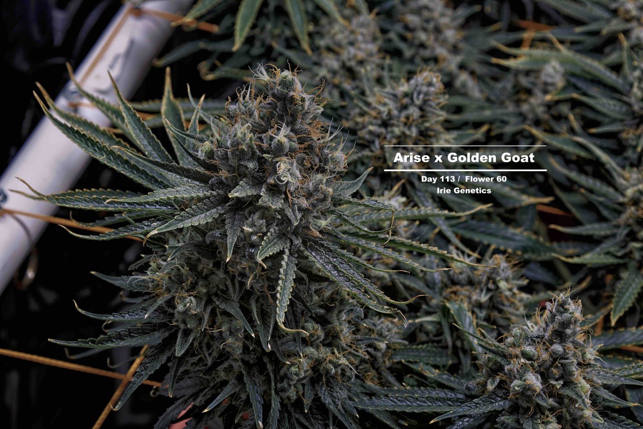 Arise x Golden Goat - D113 - F60 - Week 17_MG_3543_Nik_Nik_Nik_openWith.jpeg