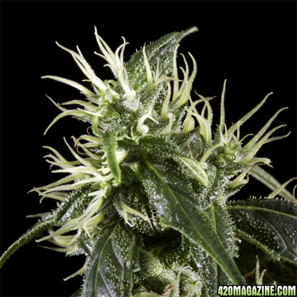 Arjan's Haze #1 - Green House Seed Co.