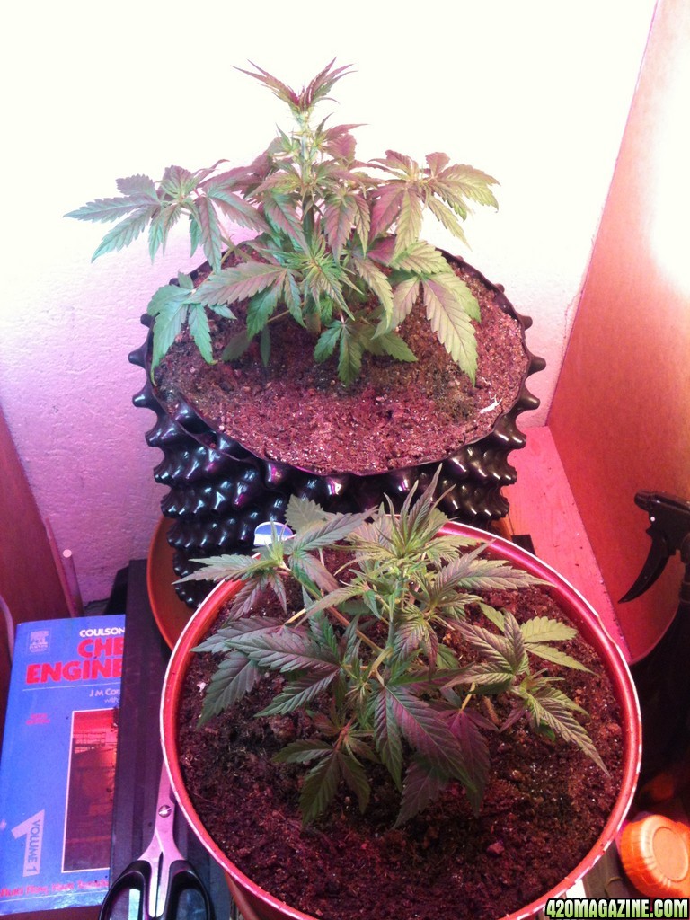 Arjans Haze #3 defoliated