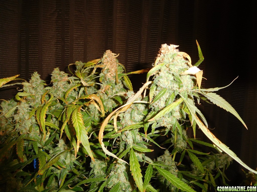 AU1 Harvest Day 104