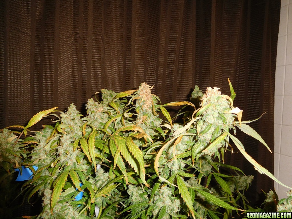 AU1 Harvest Day 104